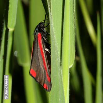 Cinnabar by David Green