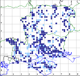 Cinnabar distribution