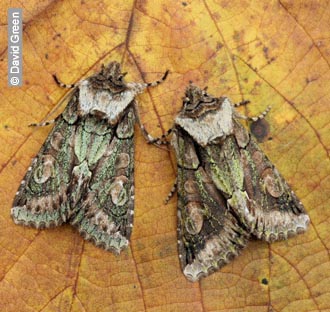 Green-brindled Crescent by David Green