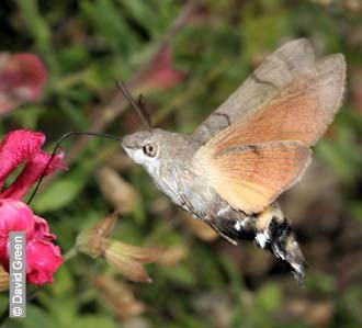 Hummingbird Hawk-moth by David Green