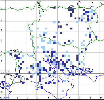 Large Emerald distribution