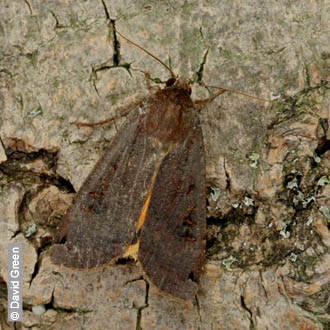 Large Yellow Underwing by David Green