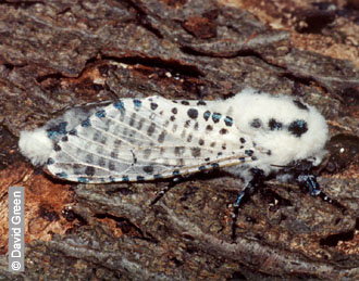 Leopard Moth by David Green