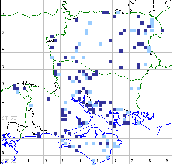 Mother Shipton distribution