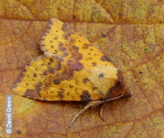 Pink-barred Sallow by David Green