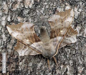 Poplar Hawk-moth by David Green