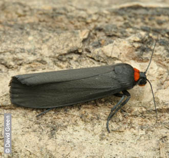 Red-necked Footman by David Green