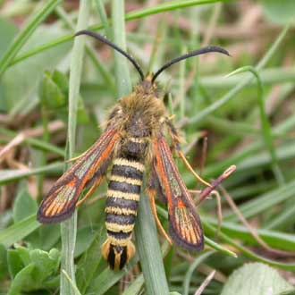 Six-belted Clearwing by Tim Norriss