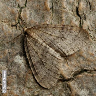 Winter Moth by David Green